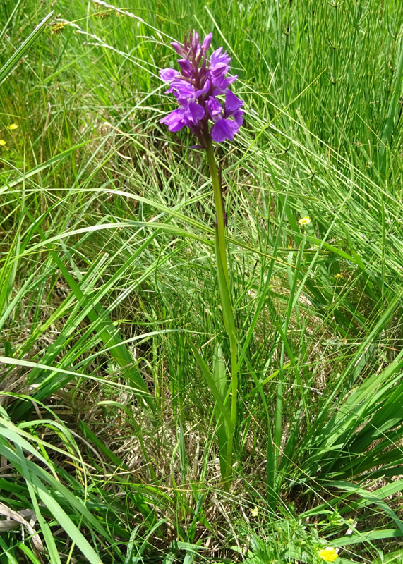 Dactylorhiza traunsteineri ?